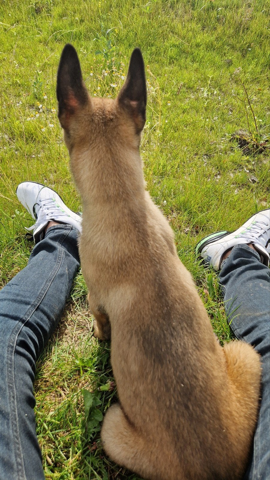 Mechelse herder 10 weken, Dieren en Toebehoren, Honden | Herdershonden en Veedrijvers, Reu, Eén hond, Herder, Nederland