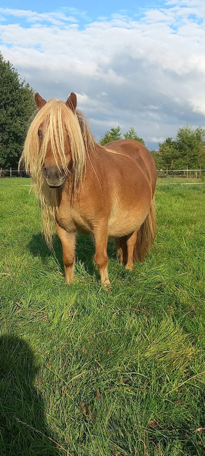 Merrie/NSPS/shetlander/shetlandpony, Merrie