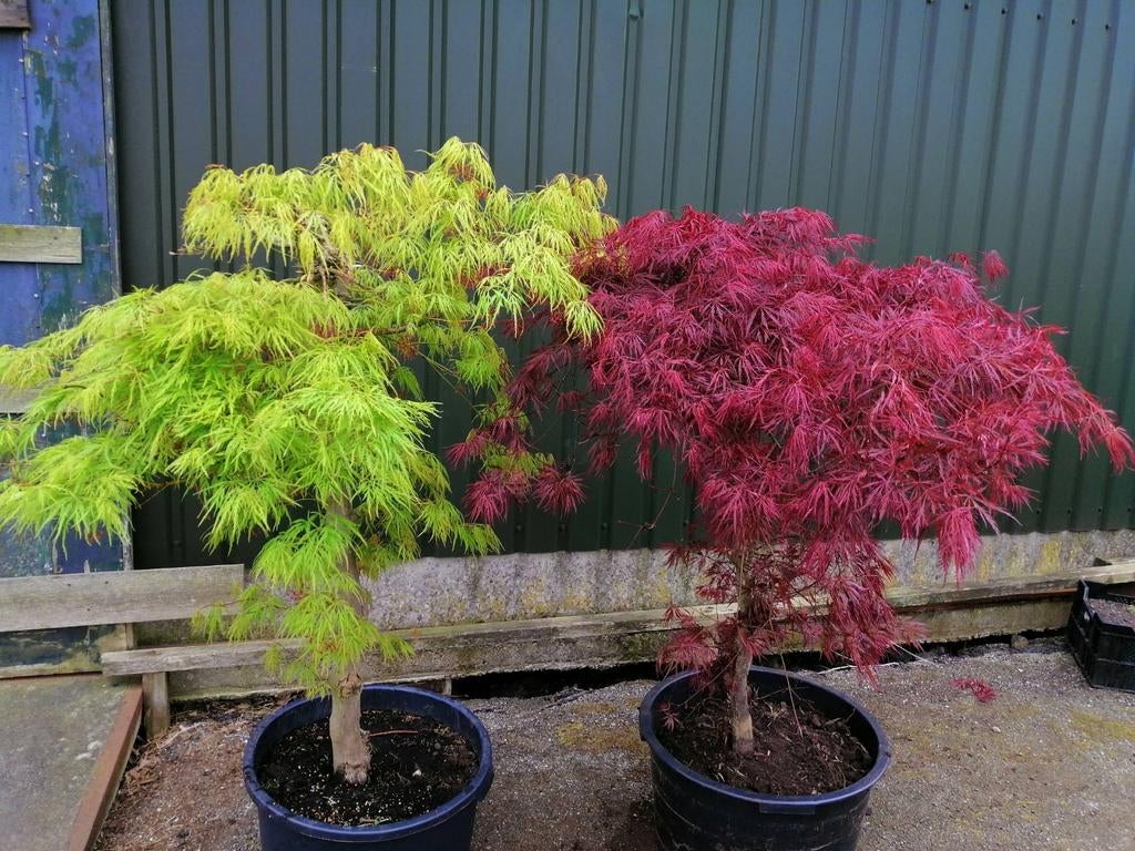 Japanse Esdoorn - Acer palmatum Garnet & Dissectum, Tuin en Terras, Ophalen of Verzenden, Bloeit niet, Overige soorten, Halfschaduw