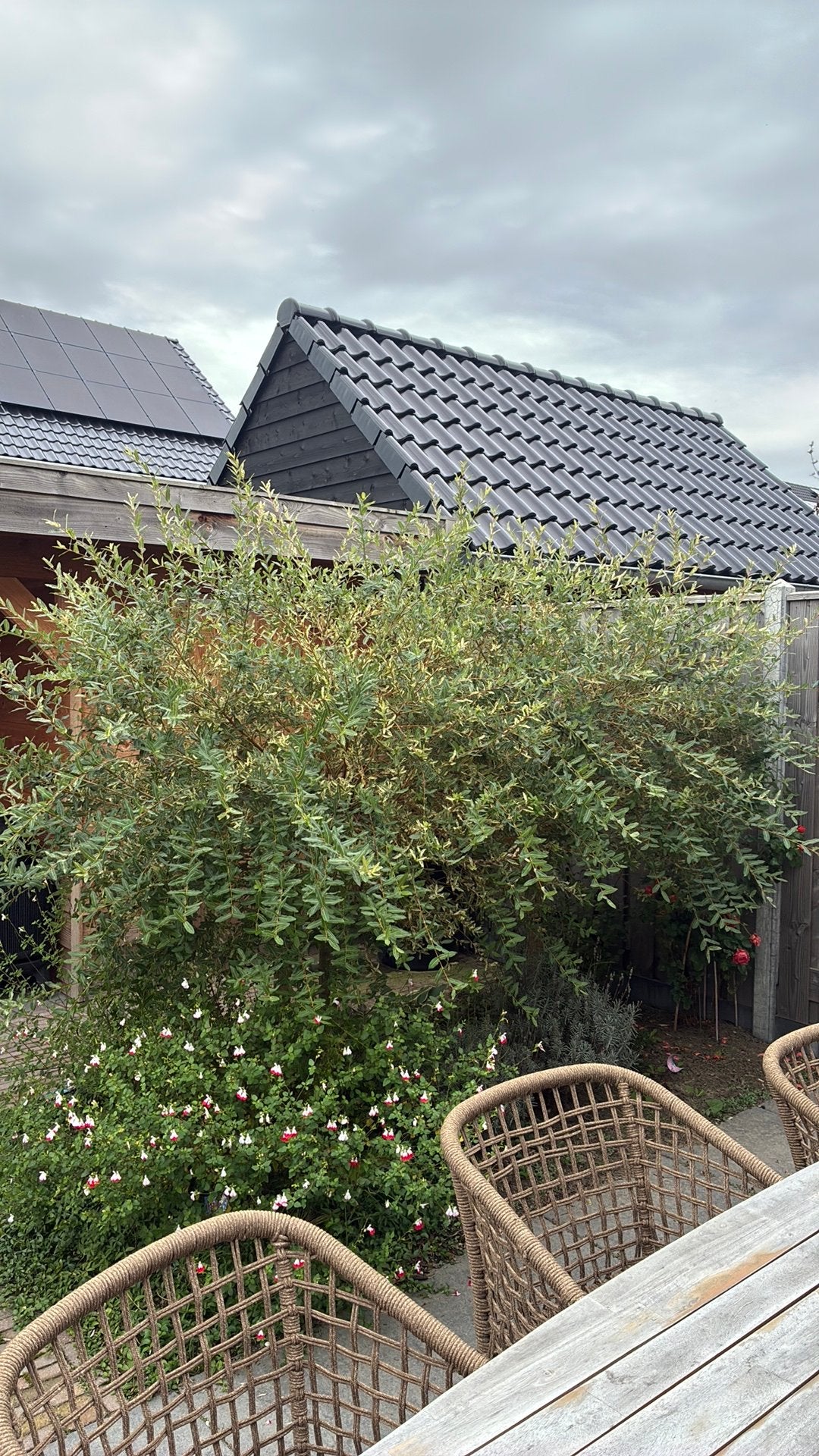 Salix integra ‘Hakuro-nishiki’, Ophalen
