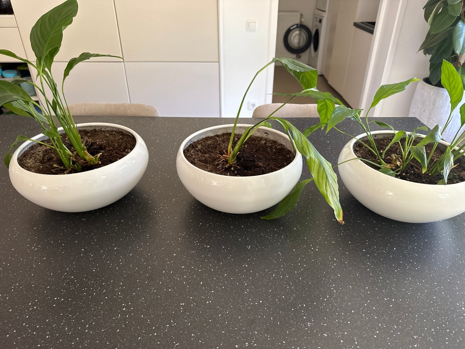 3 witte potten + plantjes er gratis bij, Tuin en Terras, Bloempotten, Rond, Zo goed als nieuw, Minder dan 40 cm, Aardewerk