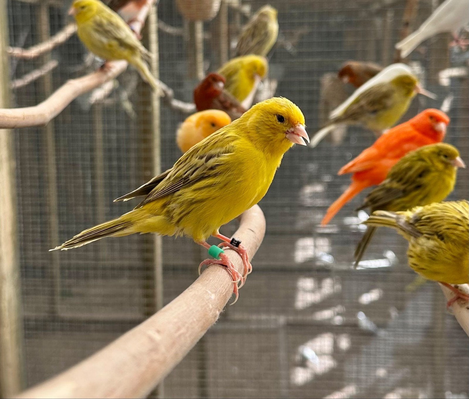 Geel agaat kanaries, Dieren en Toebehoren, Meerdere dieren, Kleurkanarie