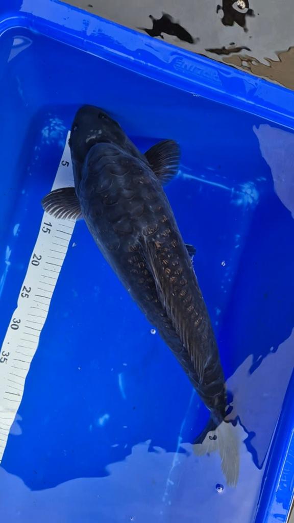 Ginrin aragoke koi 54cm, Dieren en Toebehoren, Vissen | Vijvervissen, Karper of Koi