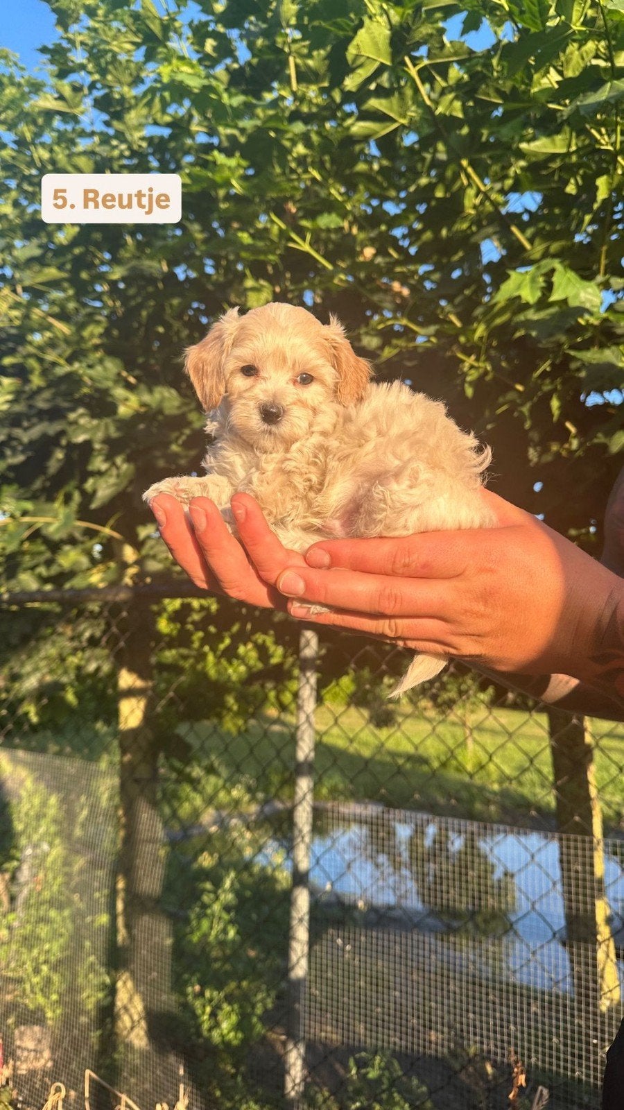 Maltipoo F1 pups puppys, Parvo, 8 tot 15 weken, Meerdere, Meerdere dieren