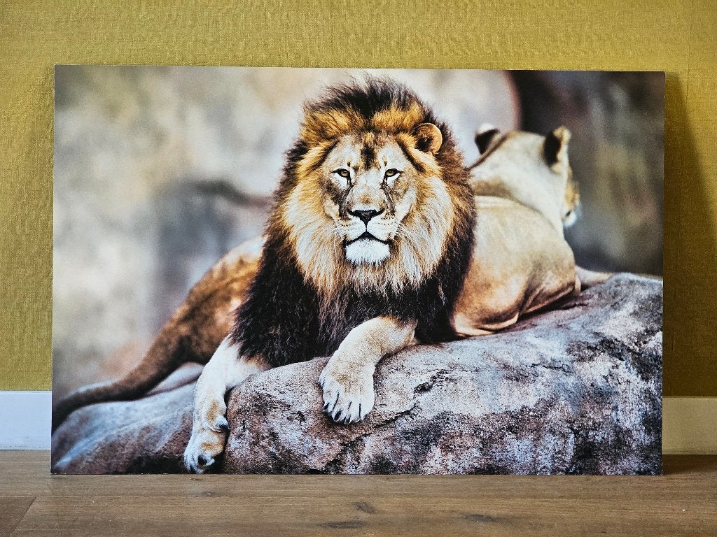 Poster Leeuw, Ophalen, Rechthoekig Liggend, Zo goed als nieuw, A1 t/m A3
