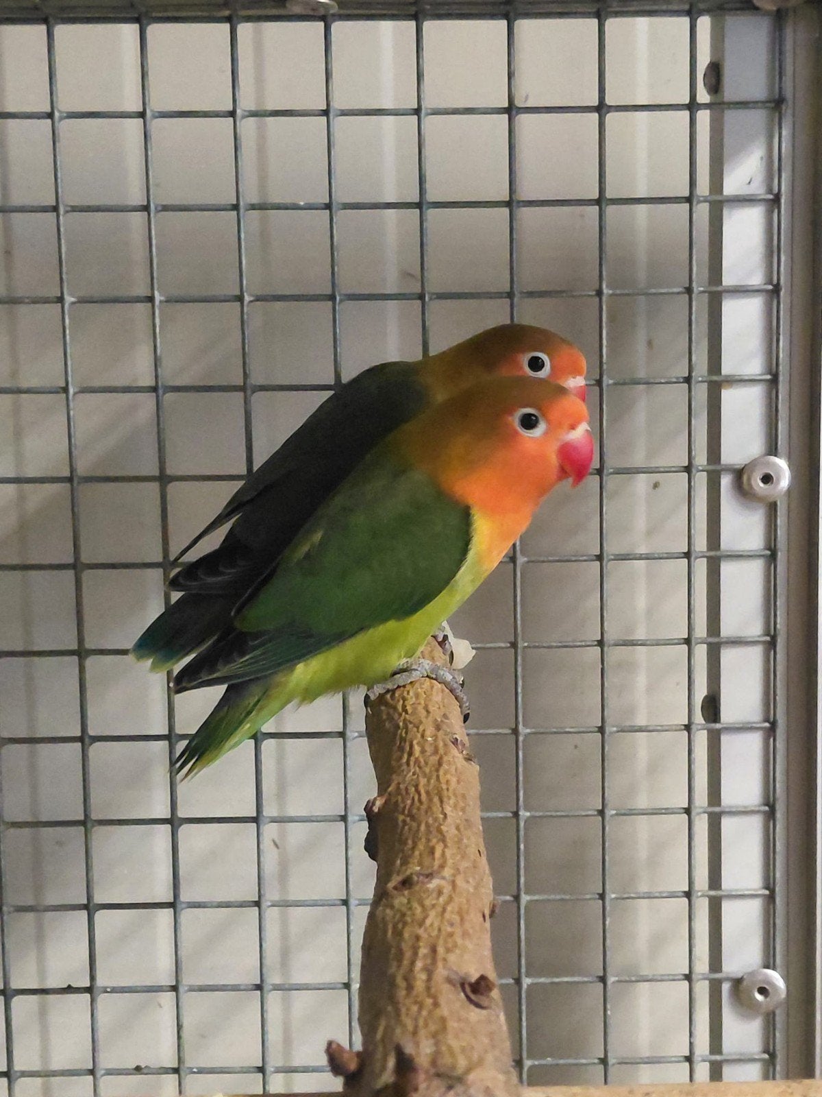 Agapornis fischerie, Geslacht onbekend, Dwergpapegaai of Agapornis