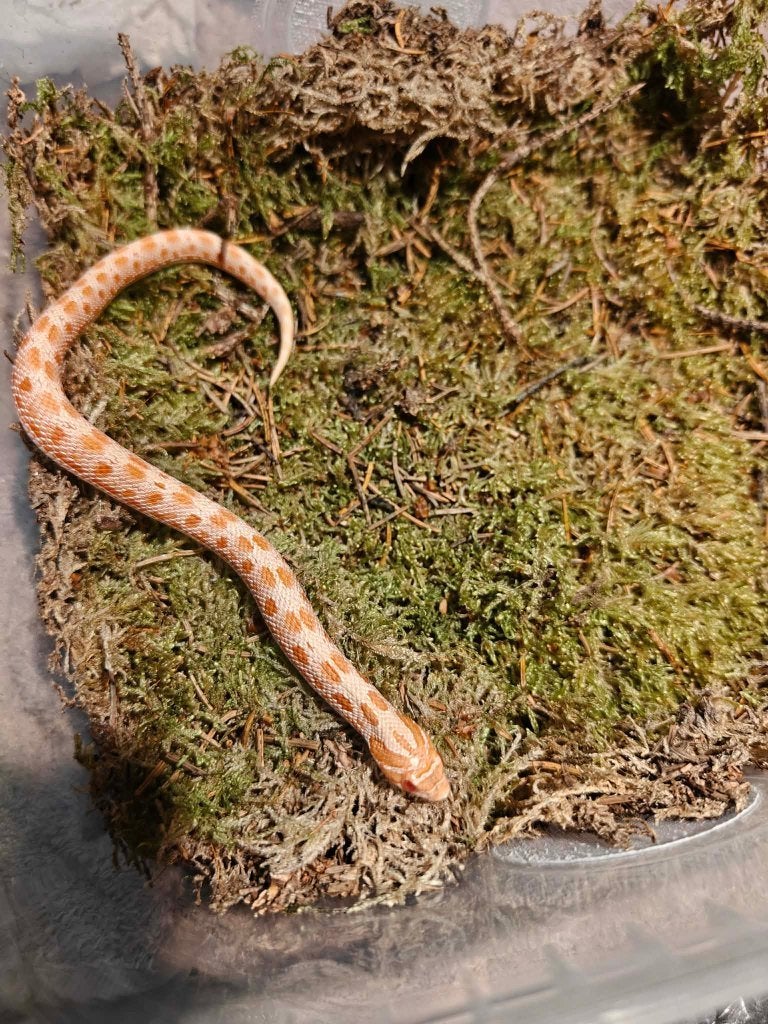 Haakneusslang albinoconda, Dieren en Toebehoren, Slang, 0 tot 2 jaar