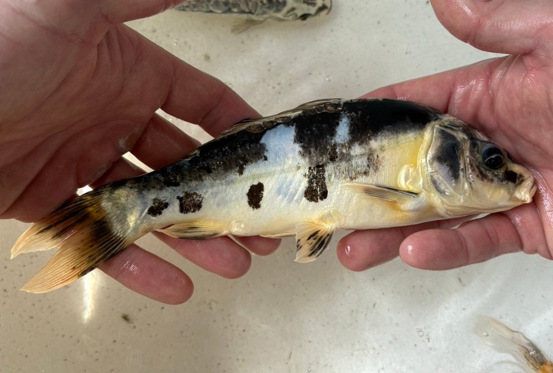 Hele mooie kois van 18 cm, Dieren en Toebehoren, Vissen | Vijvervissen, Karper of Koi