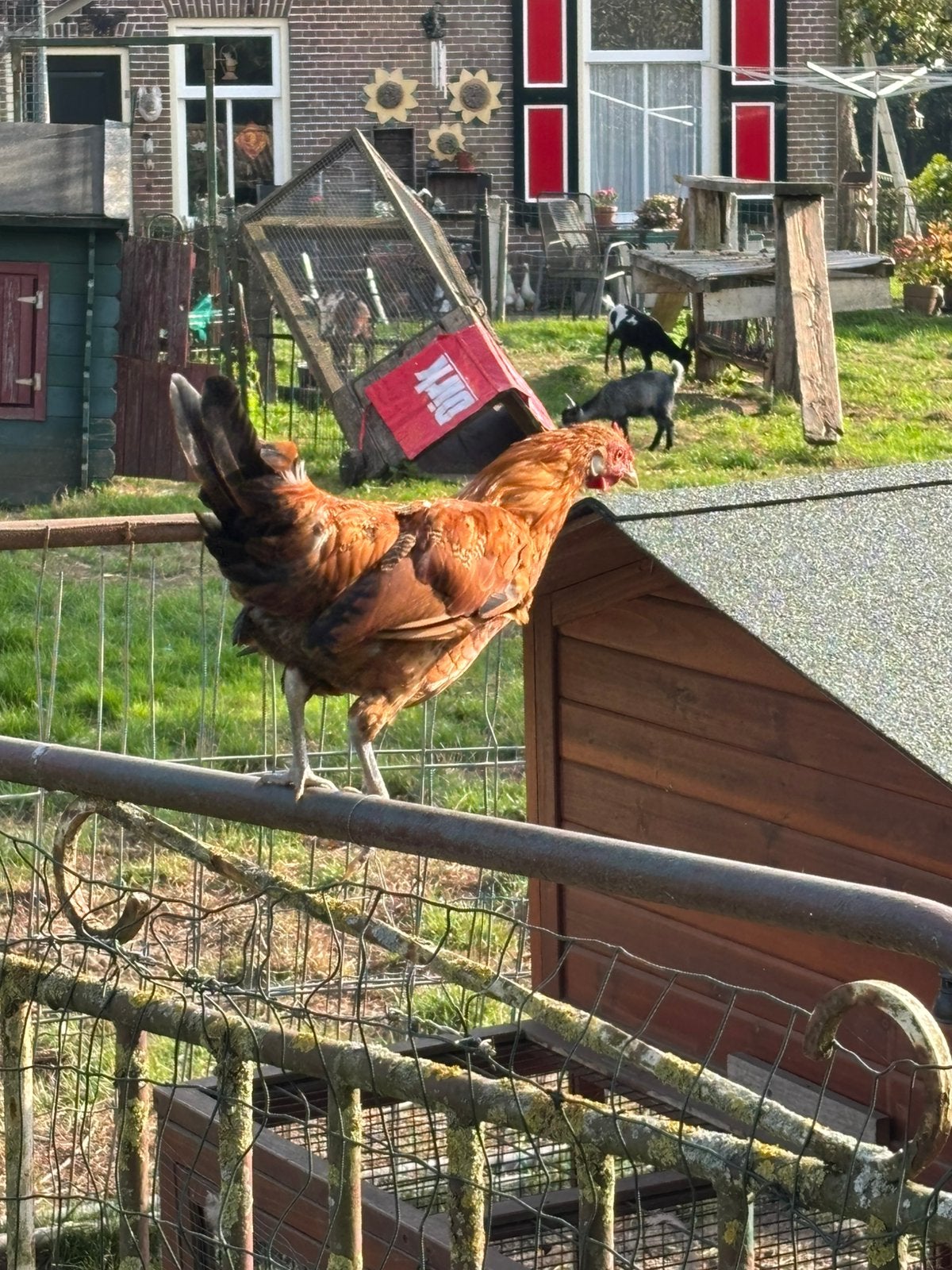 Kippen, Dieren en Toebehoren, Vrouwelijk, Kip