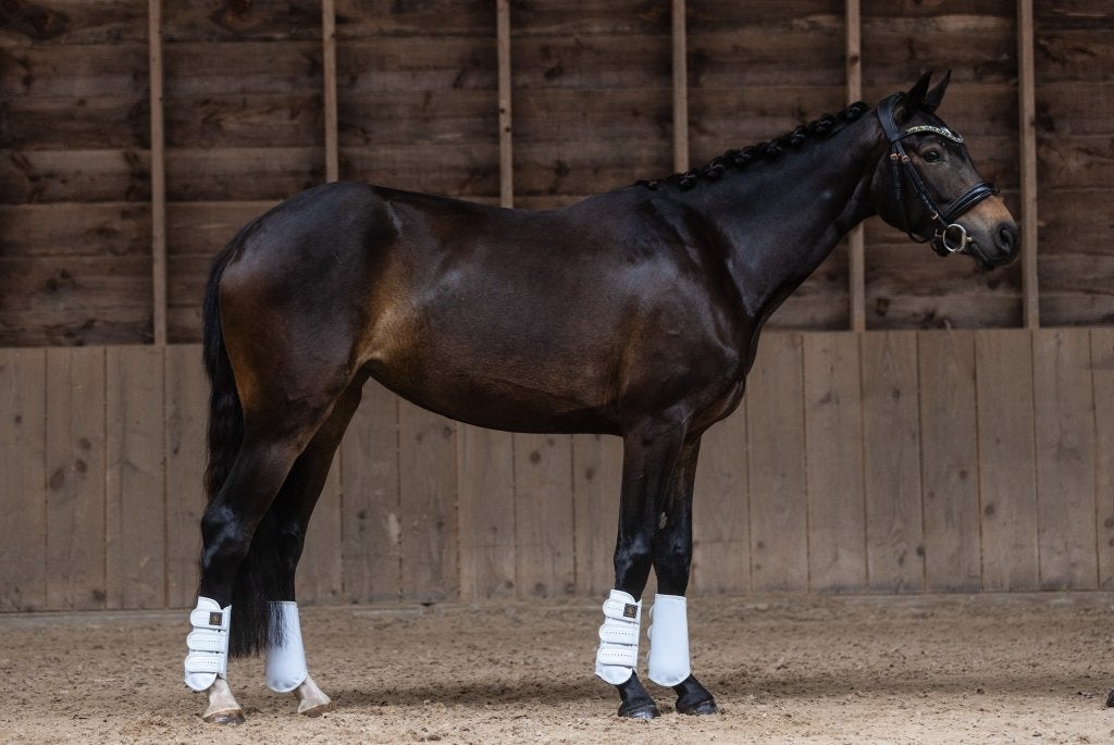 Charmante 4-jarige merrie met hart van goud v. Florida TN, Dieren en Toebehoren, Merrie, Met stamboom, Dressuurpaard, Zadelmak