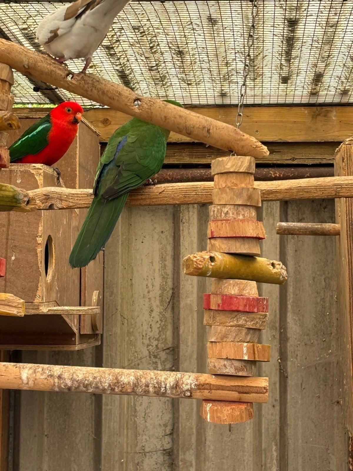 Koppel koningsparkiet, Dieren en Toebehoren, Meerdere dieren, Parkiet