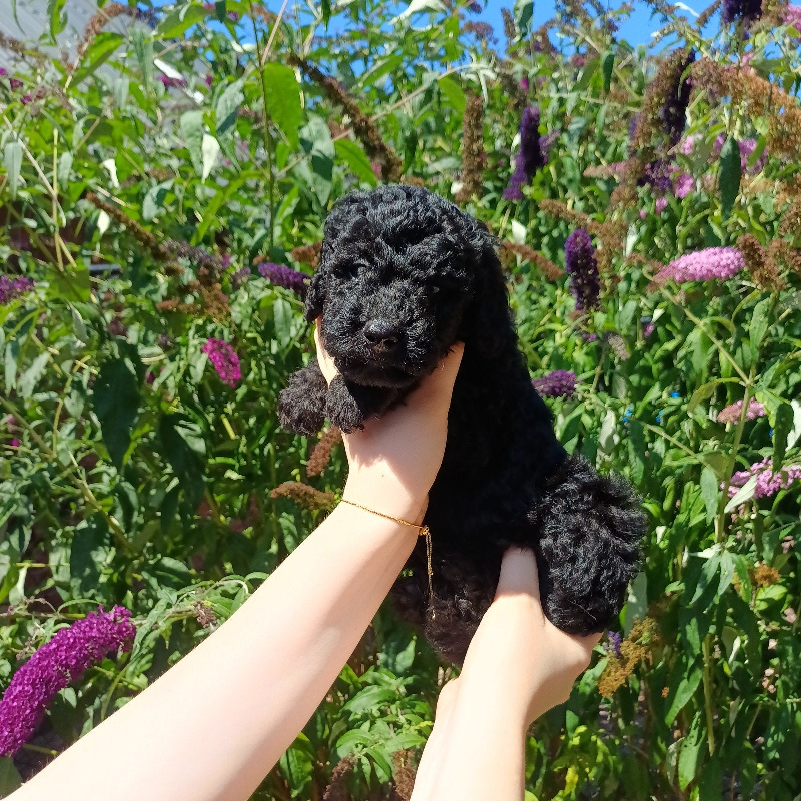 Nog 2 van 9 multigen Labradoodle met afstammingsbewijs, Parvo, Overige rassen, 8 tot 15 weken, Meerdere