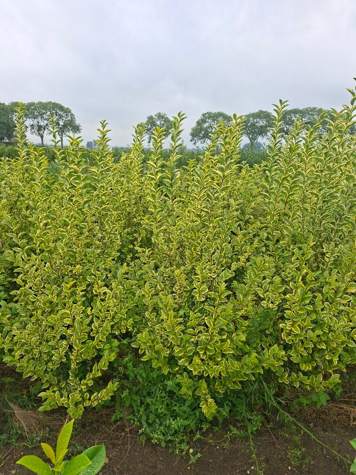 bonte liguster, ligustrum aureum 175 cm, Ophalen of Verzenden, Beukenhaag, 100 tot 250 cm