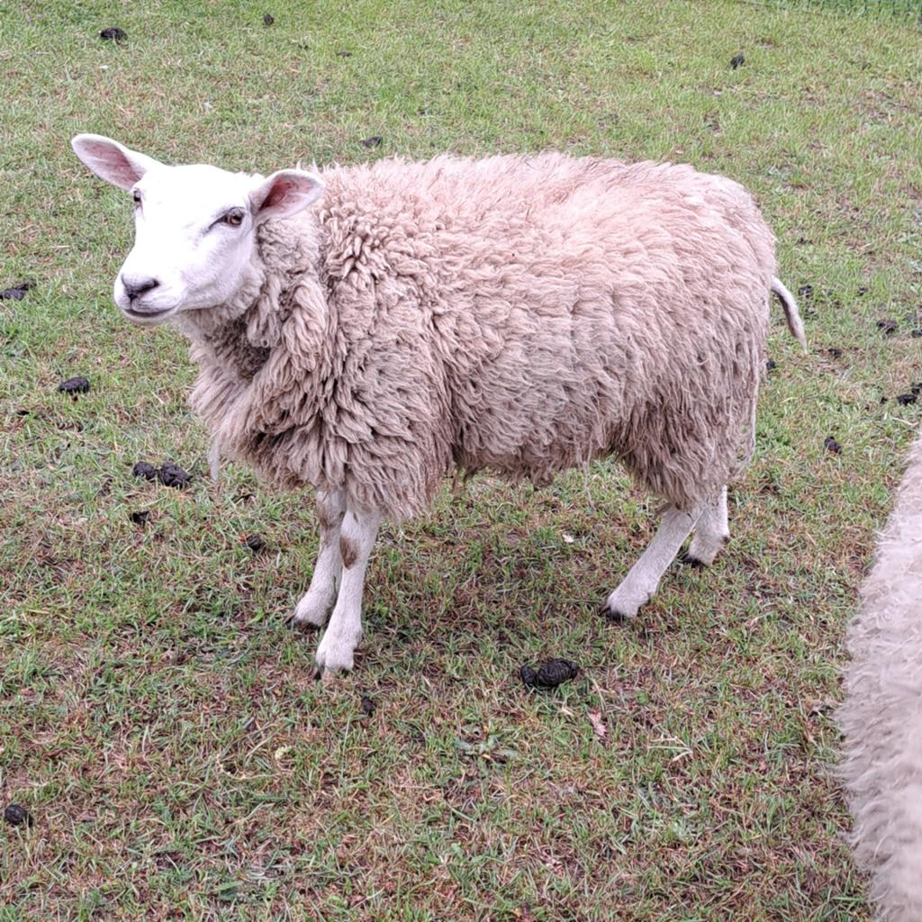 Te koop: Swifter ooi, Dieren en Toebehoren, Schapen, Geiten en Varkens, Vrouwelijk, Schaap