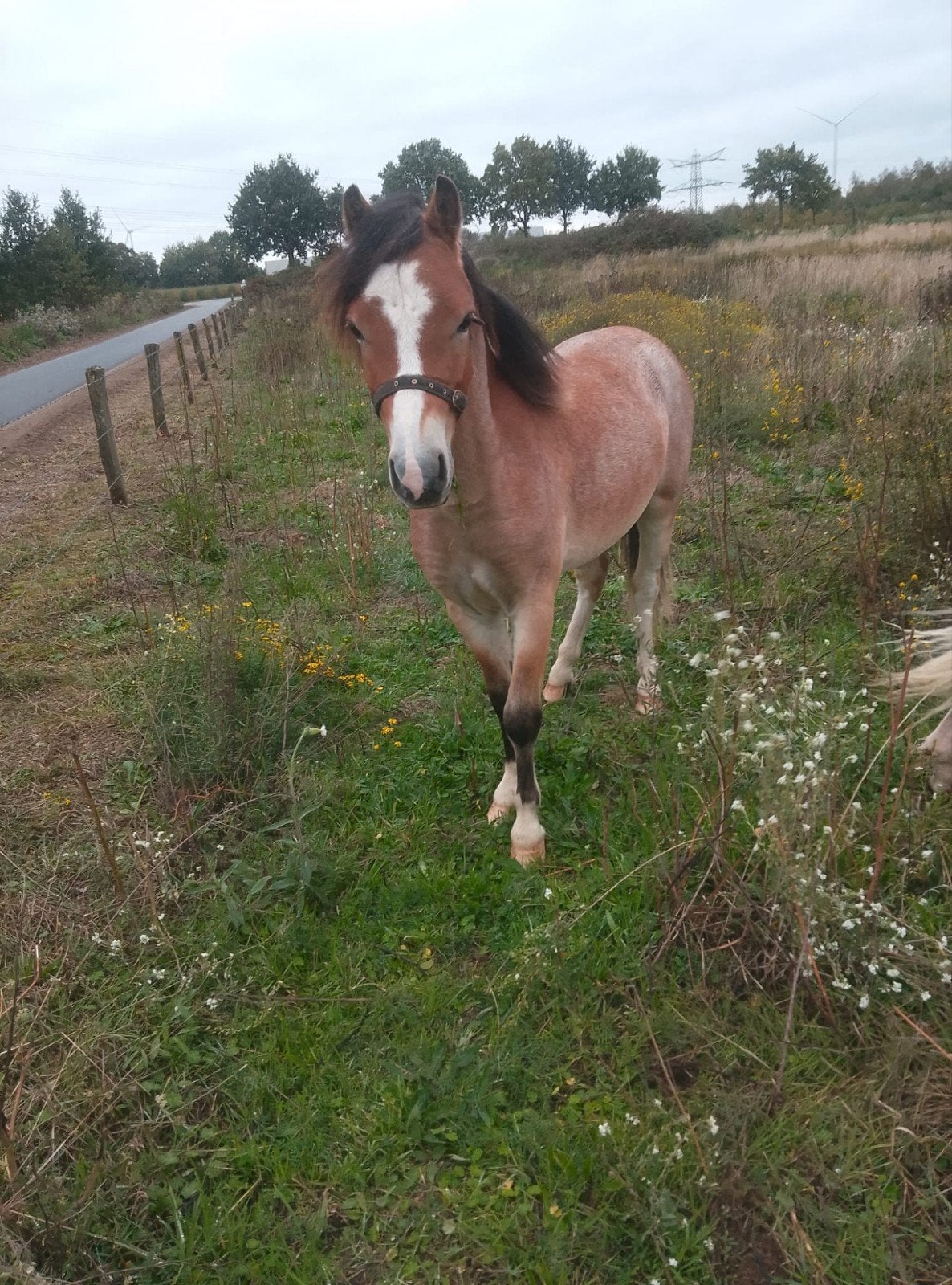 mooie 1,5 jarige pony's, Meerdere dieren, 0 tot 2 jaar