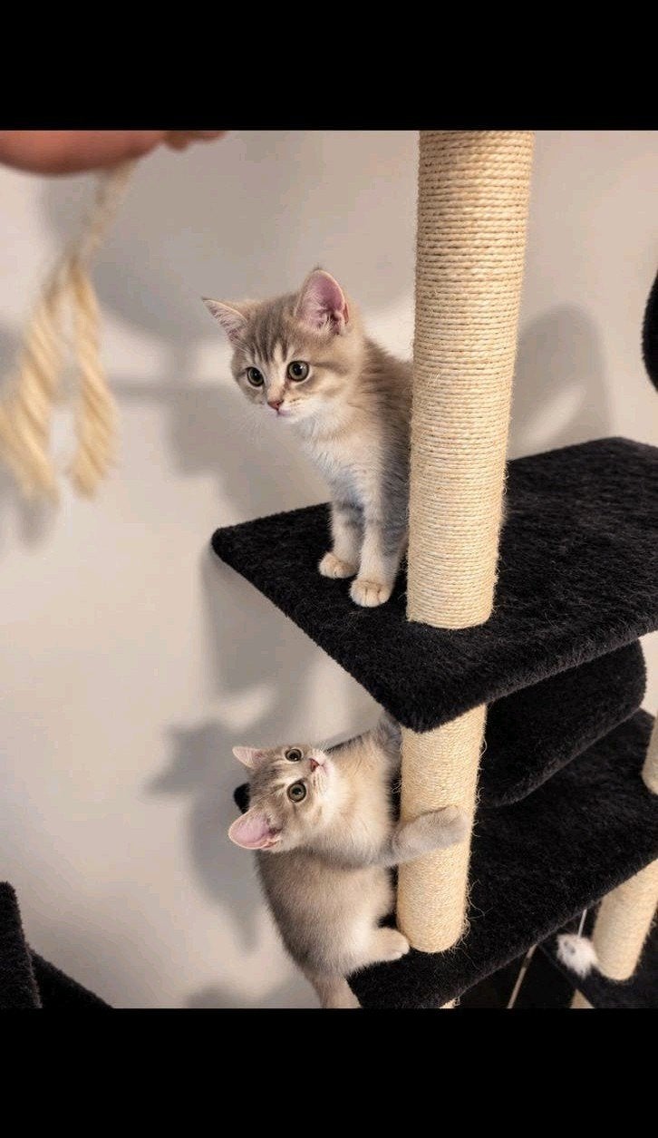 100%Raszuivere, Britse korthaar kittens, Blue Golden Shaded., Meerdere dieren, Met stamboom