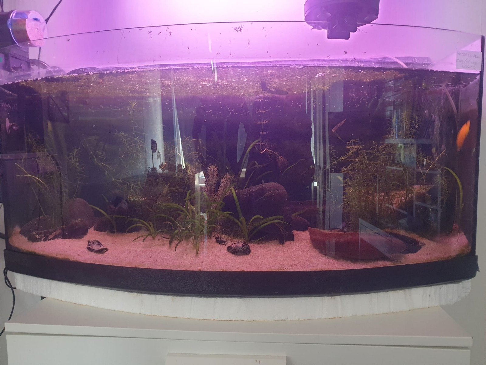 panorama aquarium, Dieren en Toebehoren, Ophalen, Gebruikt, Leeg aquarium