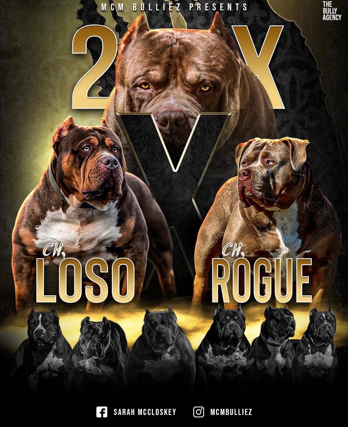 American bully xl choco, 15 weken tot 1 jaar, Parvo, Eén hond, Nederland