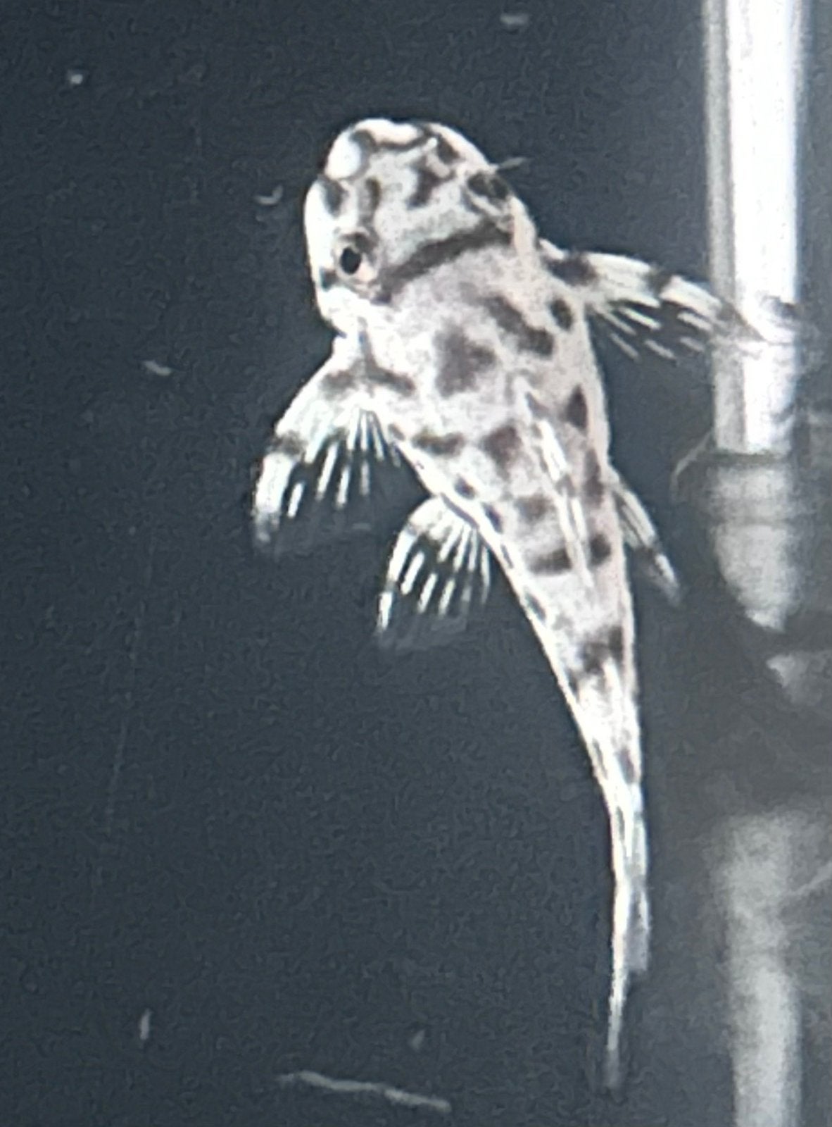 Hypancistrus sp. L236 Super White Exceptional, Dieren en Toebehoren, Vis, Zoetwatervis
