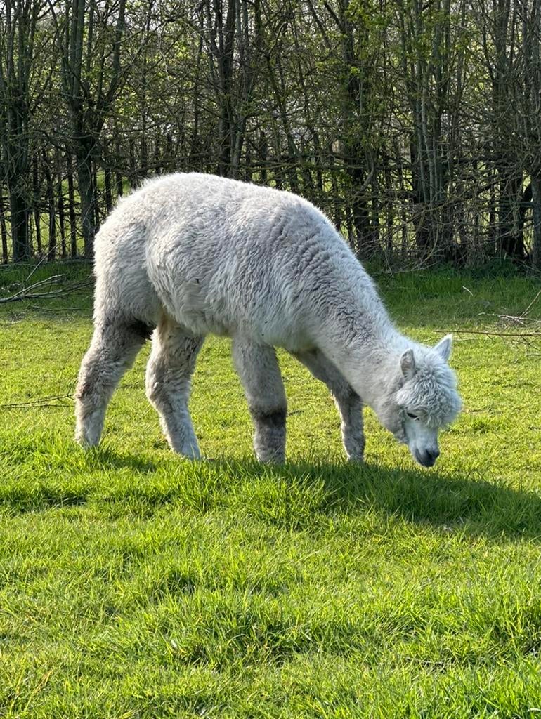 Witte alpaca dekhengst met appaloosa genen van  3 ,5 jaar, September, Mannelijk