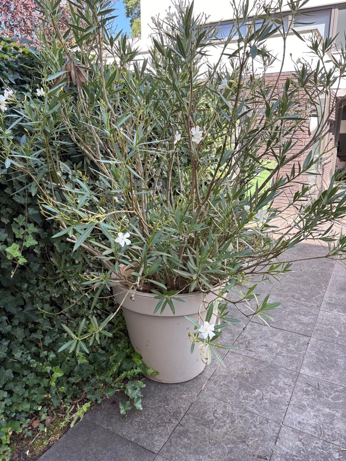Witte Oleander in pot - Prachtige mediterrane plant, Overige soorten, Volle zon, Vaste plant, Ophalen of Verzenden