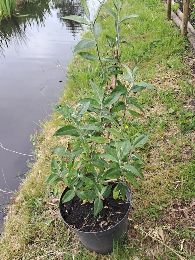 Vlinderstruik (Buddleja davidii) - Jonge plant, Tuin en Terras, Planten | Tuinplanten, Ophalen