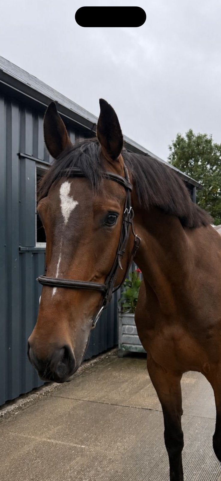 6 jarige ruin aangeboden van Liamant W, Dieren en Toebehoren, Paarden, Springpaard, Ruin, 3 tot 6 jaar, L