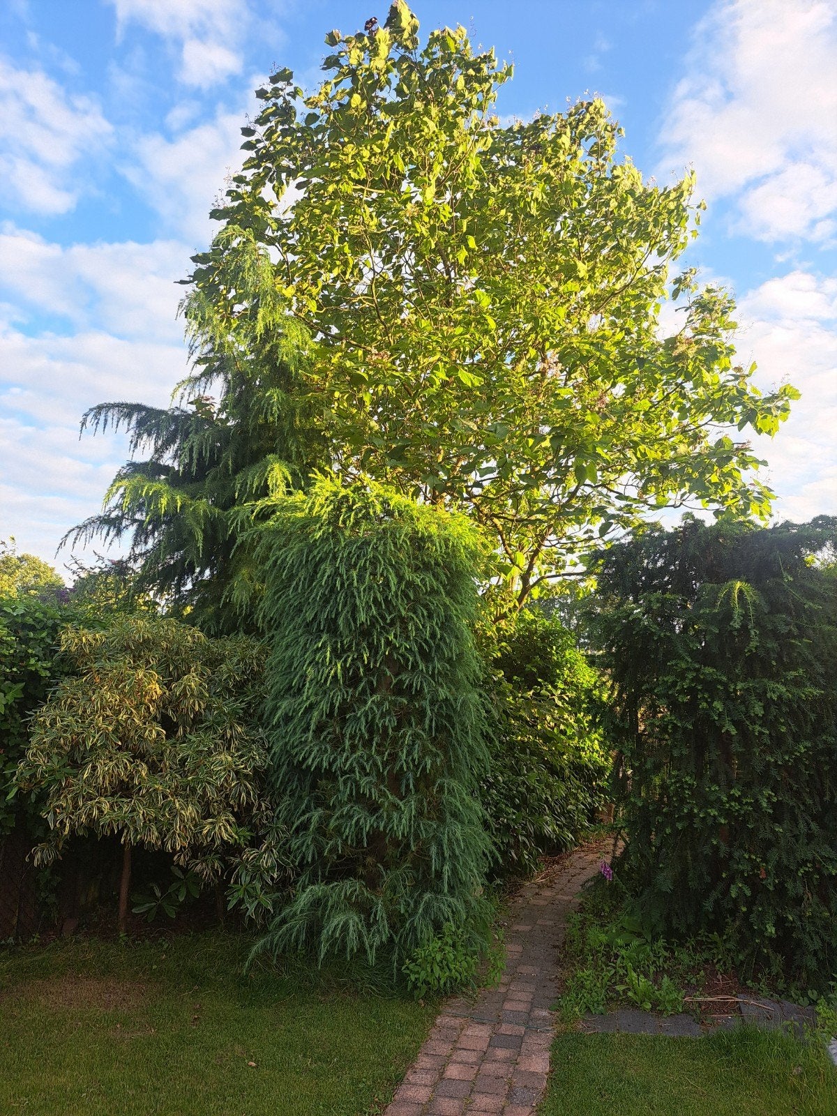 Tuinplanten en struiken, Tuin en Terras, Planten | Bomen, Ophalen, Halfschaduw, Overige soorten, Minder dan 100 cm