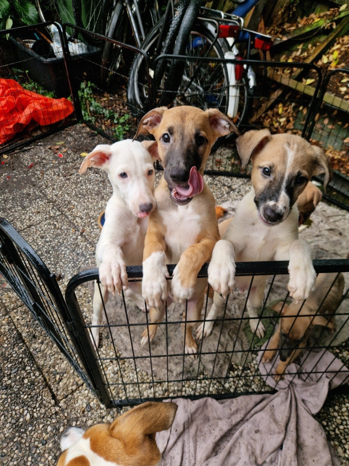 Super mooie PUPS! Bijzondere kruising!, Dieren en Toebehoren, 8 tot 15 weken, Meerdere, Meerdere dieren, Nederland
