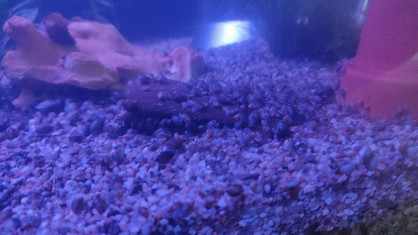 Aquarium slakken, Dieren en Toebehoren, Ophalen