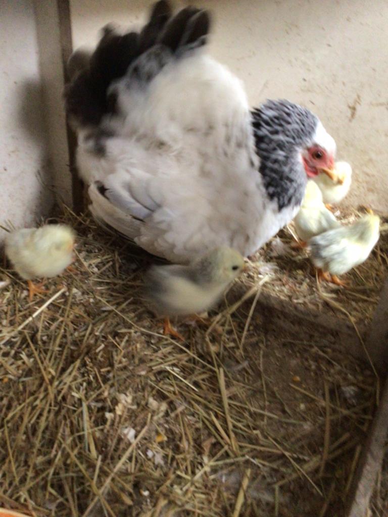 Te koop kloek met kuikens., Dieren en Toebehoren, Pluimvee, Meerdere dieren, Kip