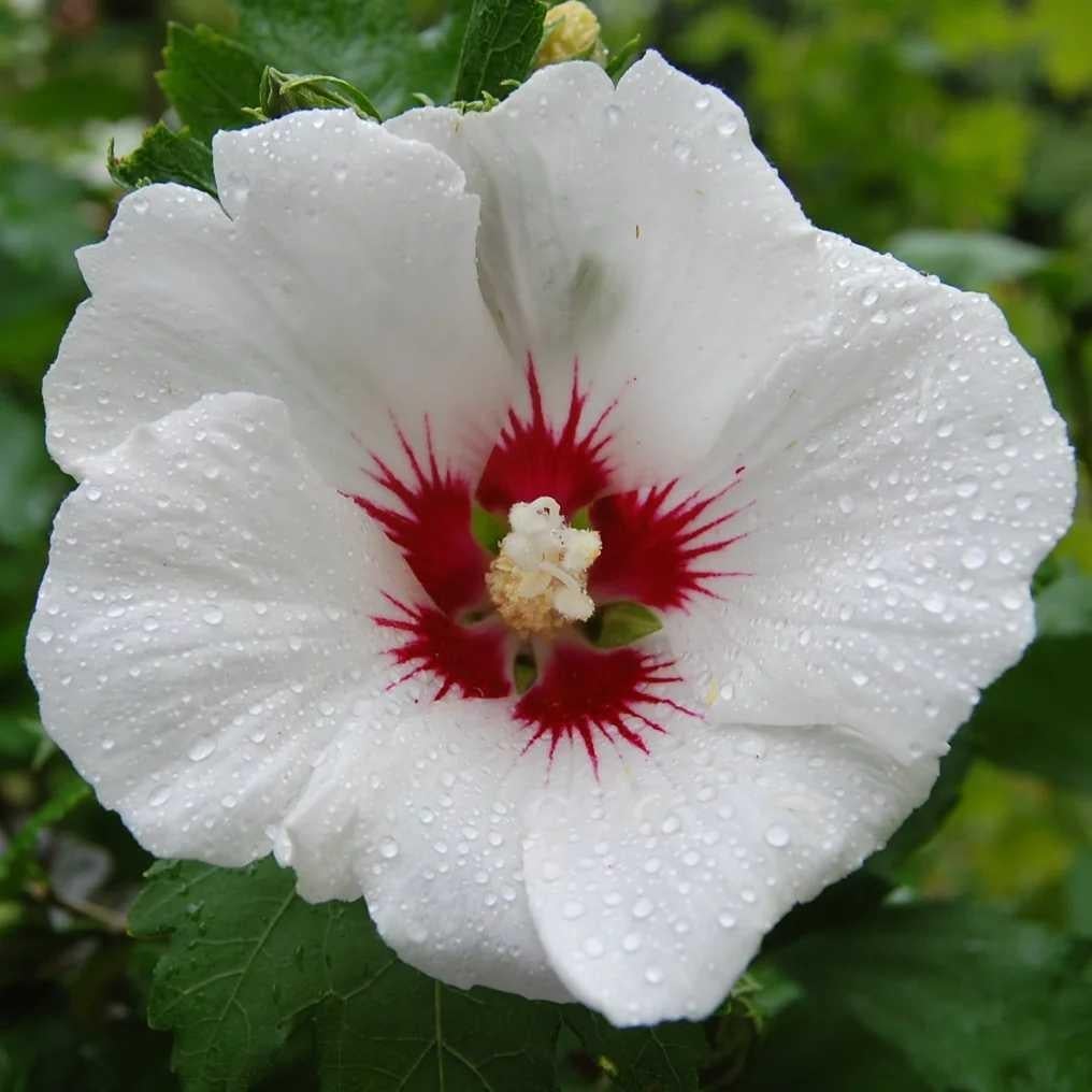 Hibiscus Wit 'Rood Hart' zaden, Hibiscus syriacus, Verzenden, Volle zon