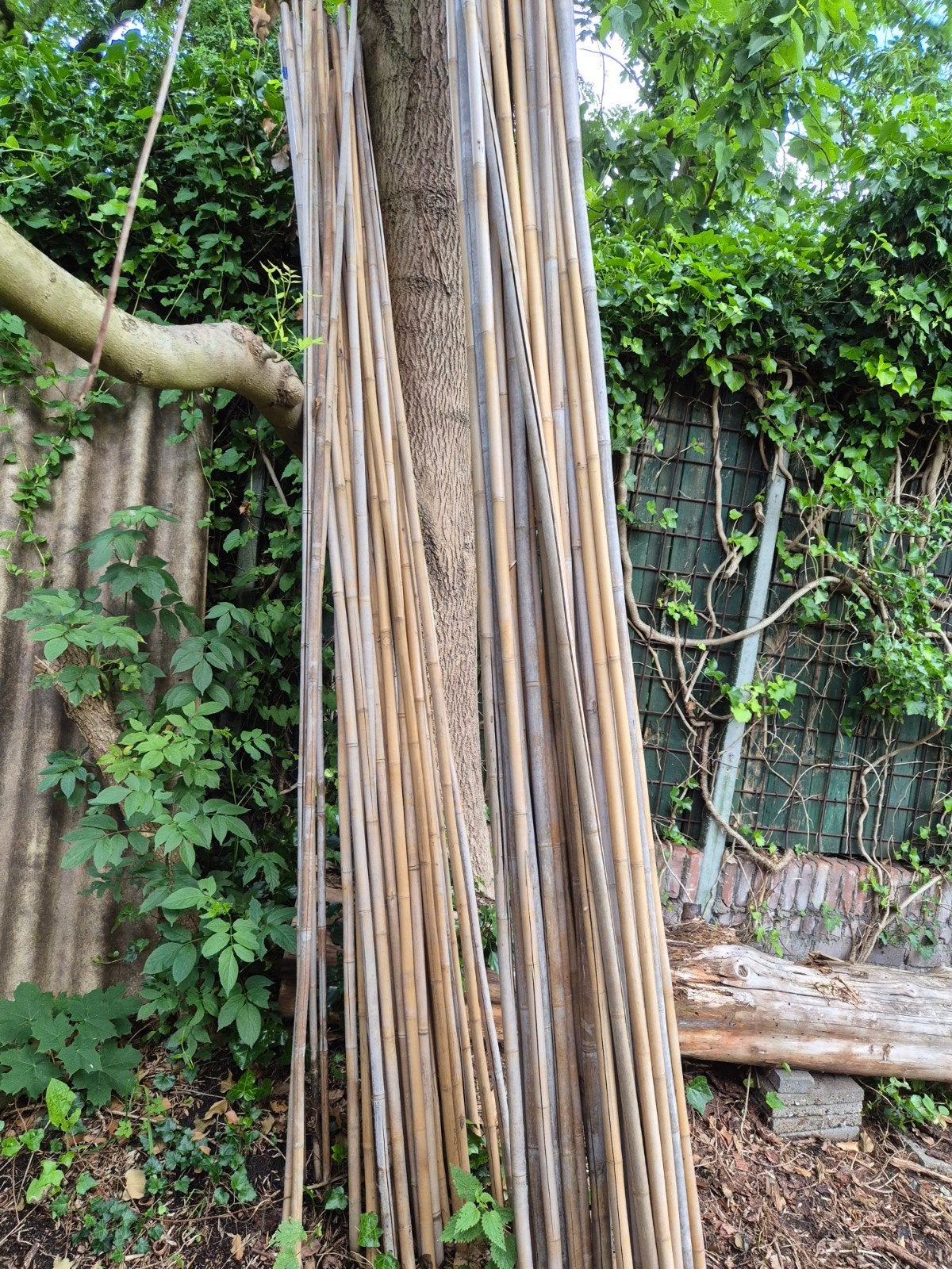 Bamboestokken ongeveer 300 cm lang 2,5 cm dik, Tuin en Terras, Palen, Balken en Planken, Ophalen, 250 cm of meer, Palen