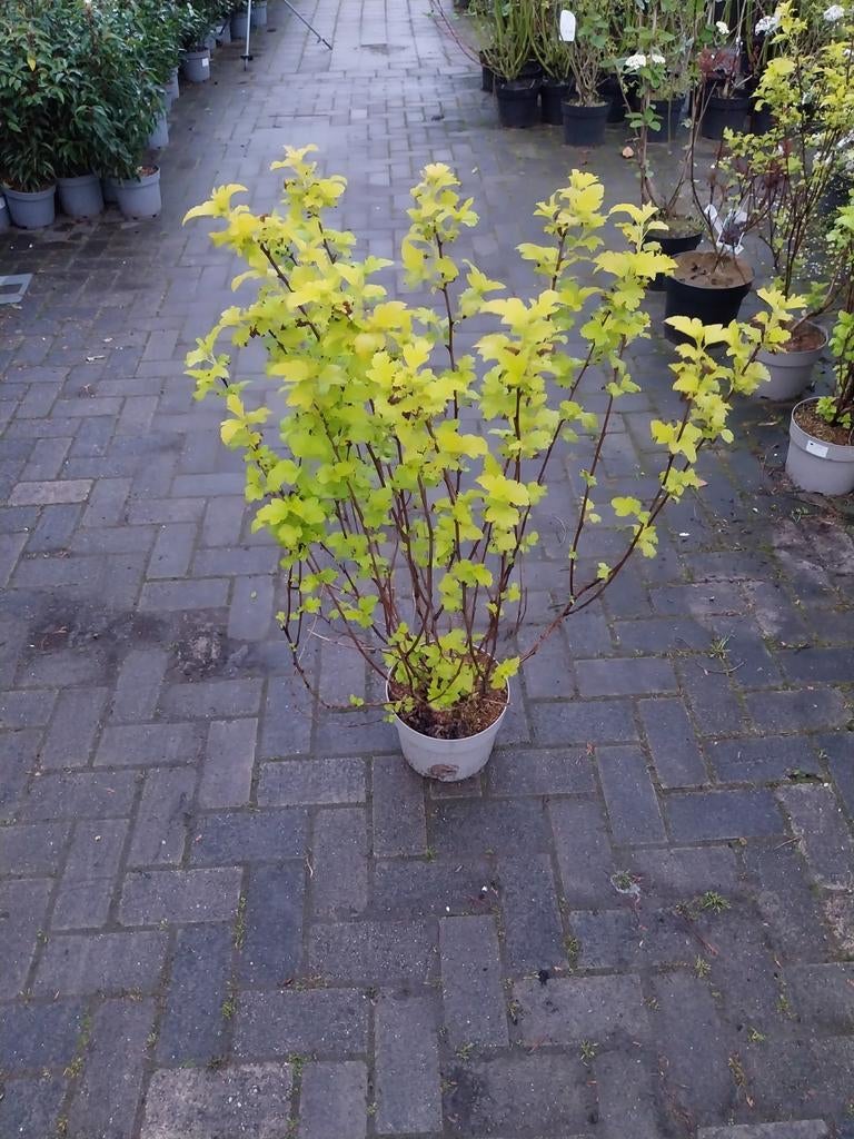 Physocarpus struiken - Bladverliezende sierstruik, Ophalen, Overige soorten, Struik, Minder dan 100 cm