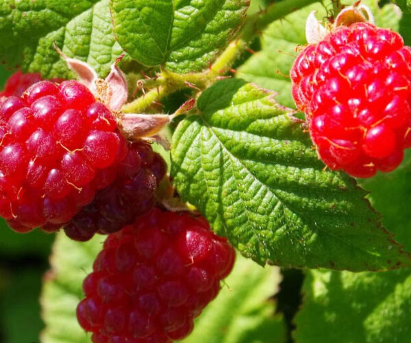 Zomerframboos frambozen plukfruit voedselbos fruitstruiken, Ophalen of Verzenden, Minder dan 100 cm, Overige soorten, Zomer