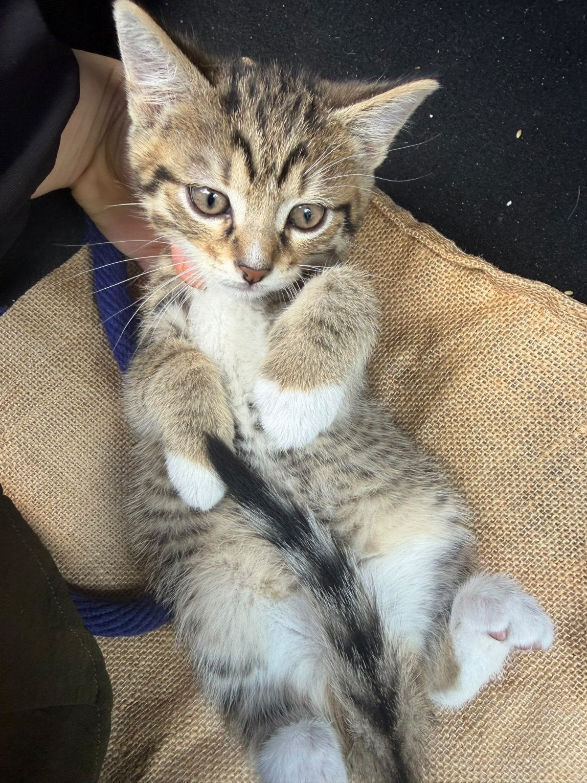 mooie katten, Meerdere dieren, 0 tot 2 jaar