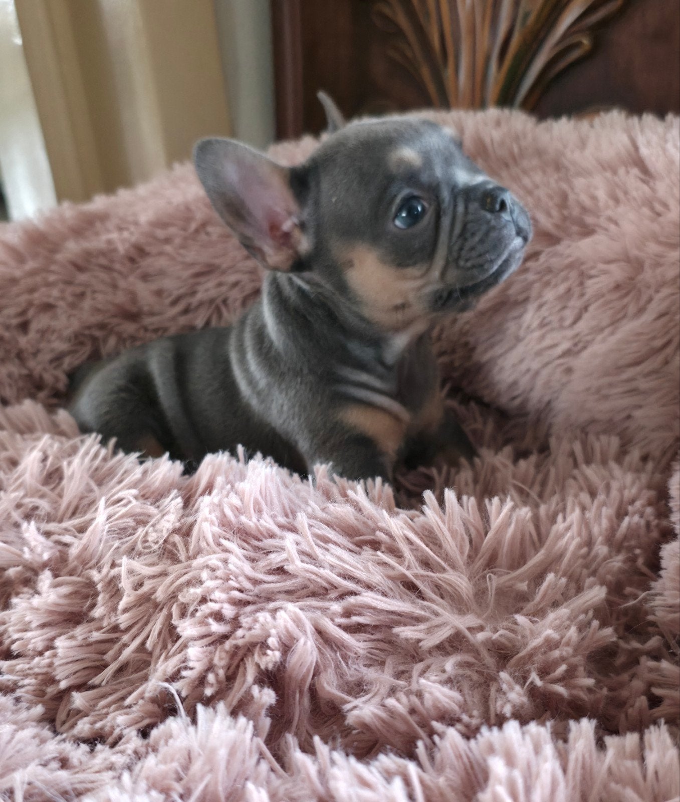 💓 Prachtige raszuivere  franse bulldog pups teefjes 💓, Parvo, 8 tot 15 weken, Teef, Bulldog