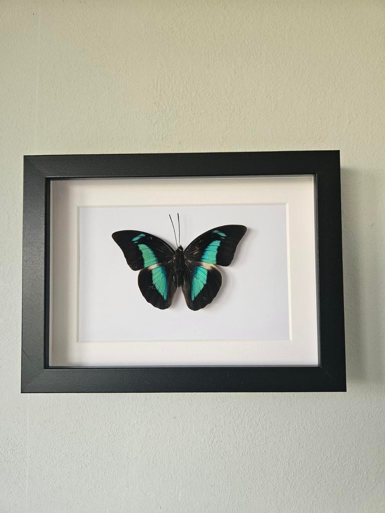 Vlinder in lijst, Ophalen of Verzenden, Nieuw, Insect, Opgezet dier