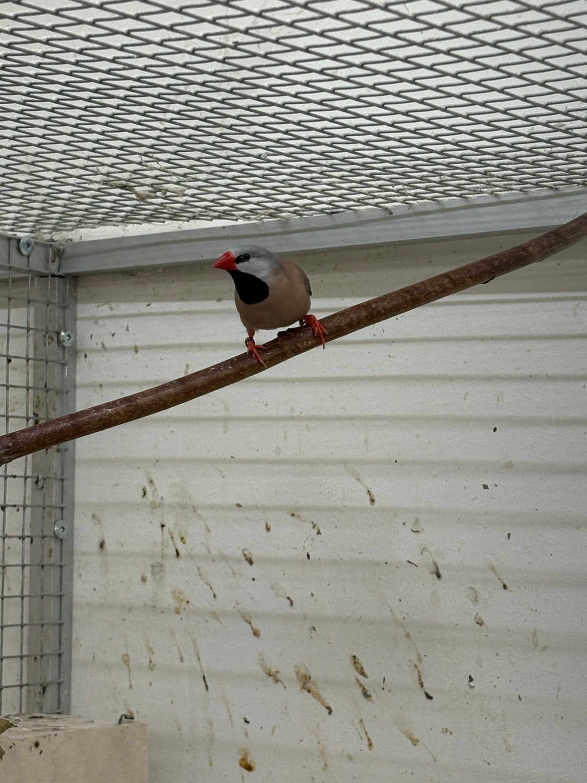 Spitsstaartamadine, Dieren en Toebehoren, Meerdere dieren
