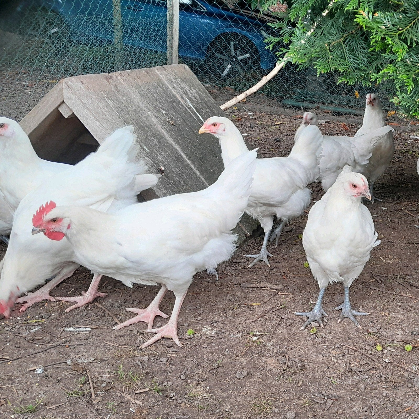 Jonge legkippen, Dieren en Toebehoren, Vrouwelijk, Kip