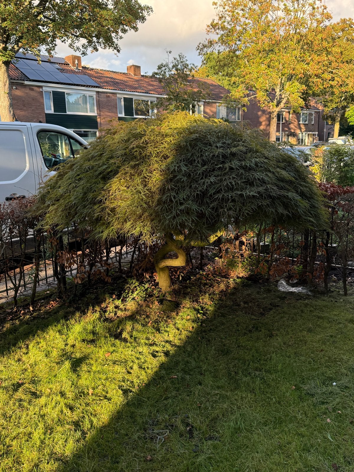 Japanse Esdoorn (Acer palmatum 'Dissectum'), Overige soorten, Volle zon, Vaste plant, Ophalen of Verzenden
