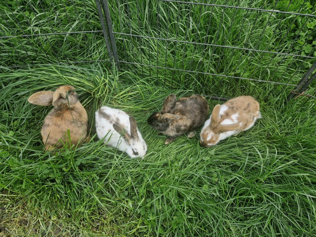 Jonge konijnen, Dieren en Toebehoren, Konijnen, Groot, Meerdere dieren
