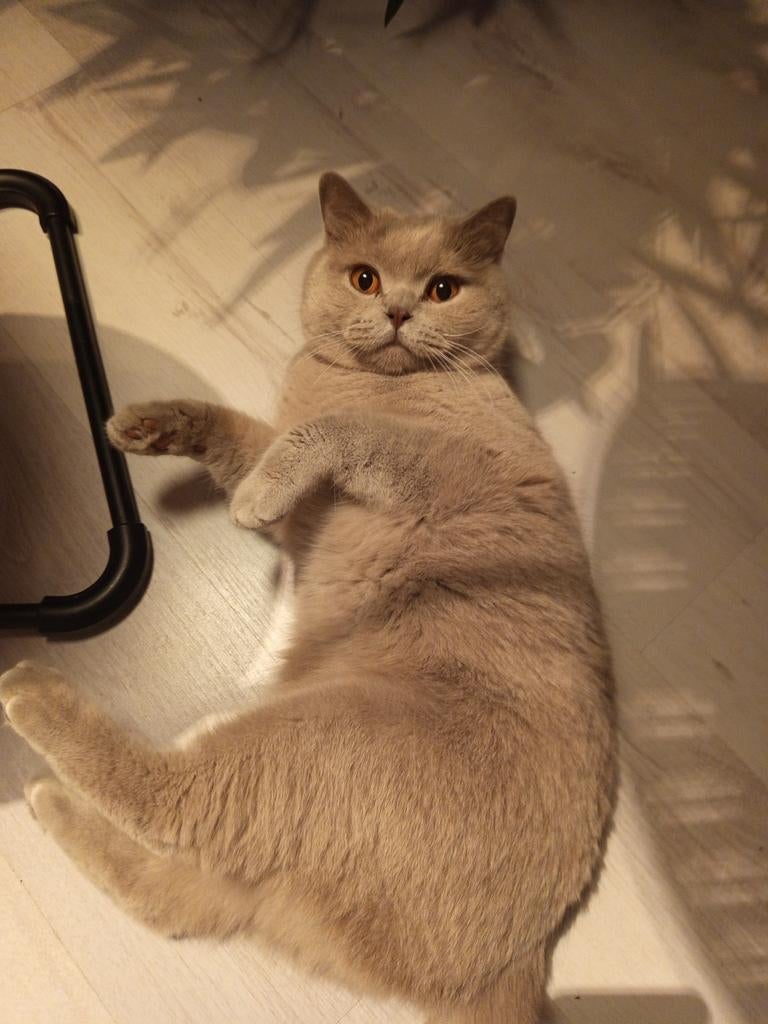 Lieve adoptiegezin gezocht voor Fluffy Britse korthaar, Dieren en Toebehoren, Katten en Kittens | Raskatten | Korthaar, Poes