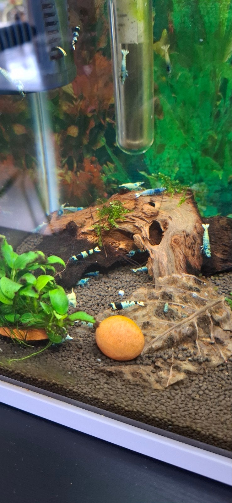 Blue panda & Blue bolts, Dieren en Toebehoren, Vissen | Aquariumvissen, Kreeft, Krab of Garnaal