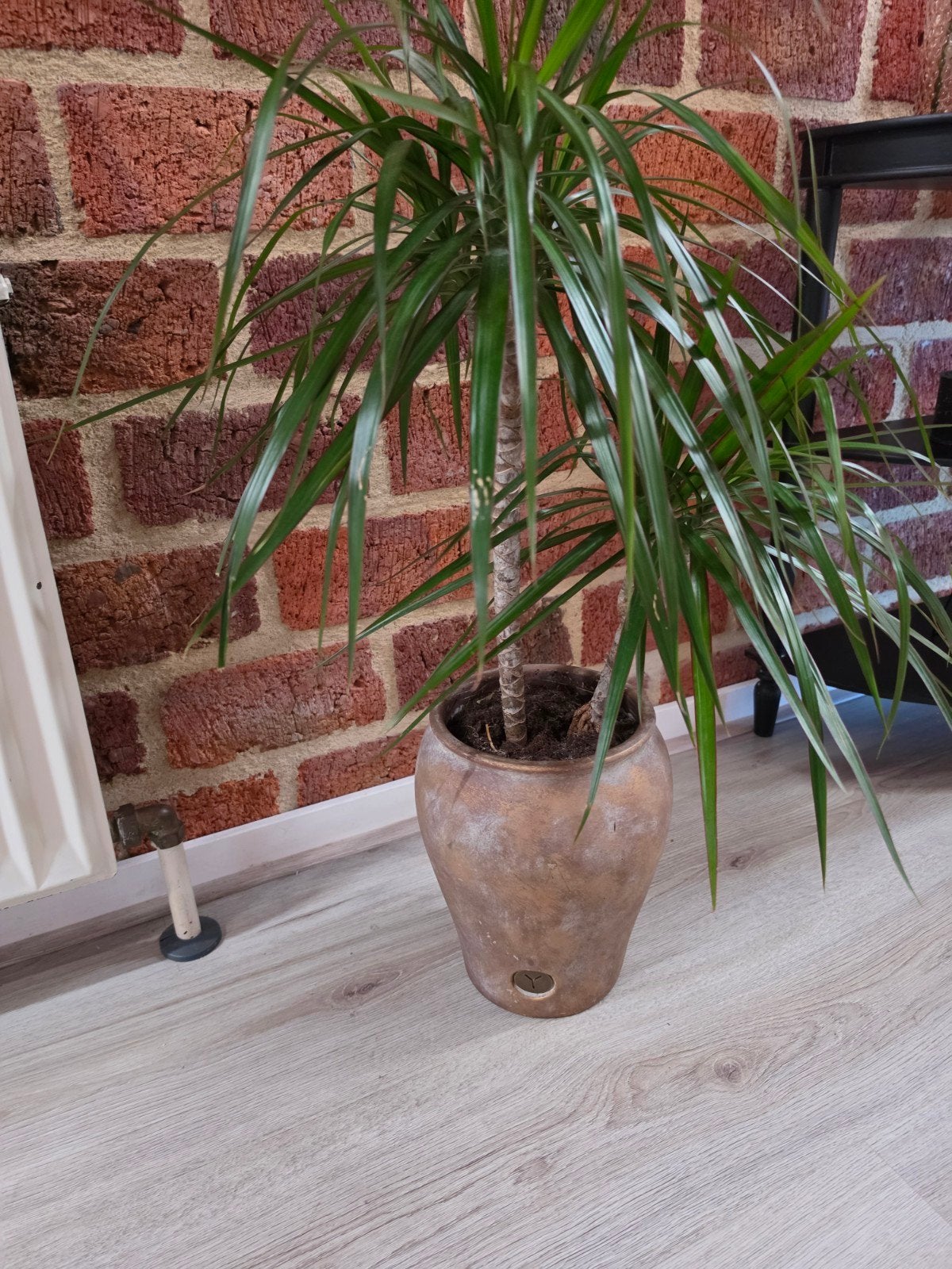 brynxz pot, Ophalen, Halfschaduw, Minder dan 100 cm