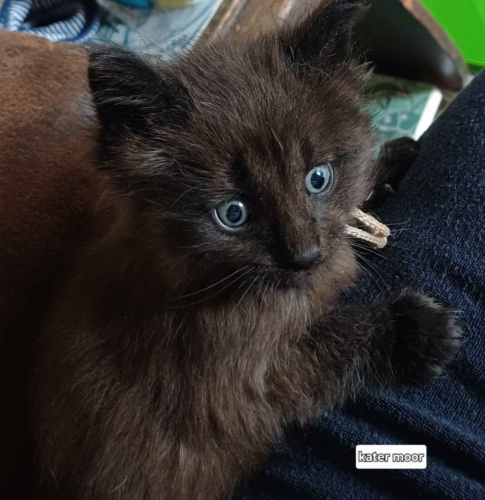 Onze Bloem Noorse Boskat heeft 3 kittens gekregen ., Dieren en Toebehoren, Katten en Kittens | Raskatten | Langhaar, Meerdere dieren