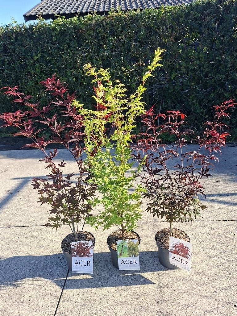 Japanse Esdoorns 'Sangokaku', 'Skeeter's' én Atropurpureum, Tuin en Terras, Planten | Bomen, In pot, Halfschaduw, Lente, Minder dan 100 cm