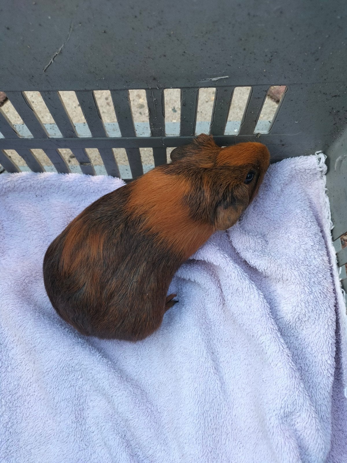 Cavia Zeugje, September, Vrouwelijk, Cavia