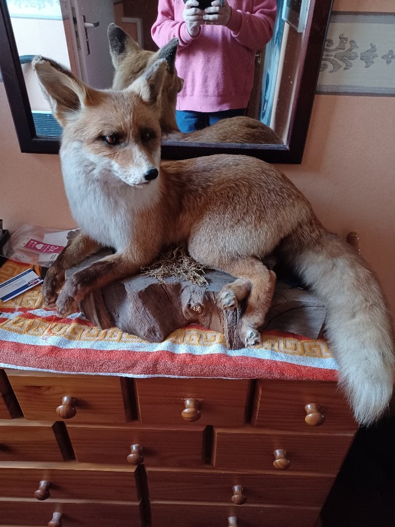 Opgezette dier vos ophalen aub, Verzamelen, Dierenverzamelingen, Ophalen, Zo goed als nieuw, Wild dier, Opgezet dier