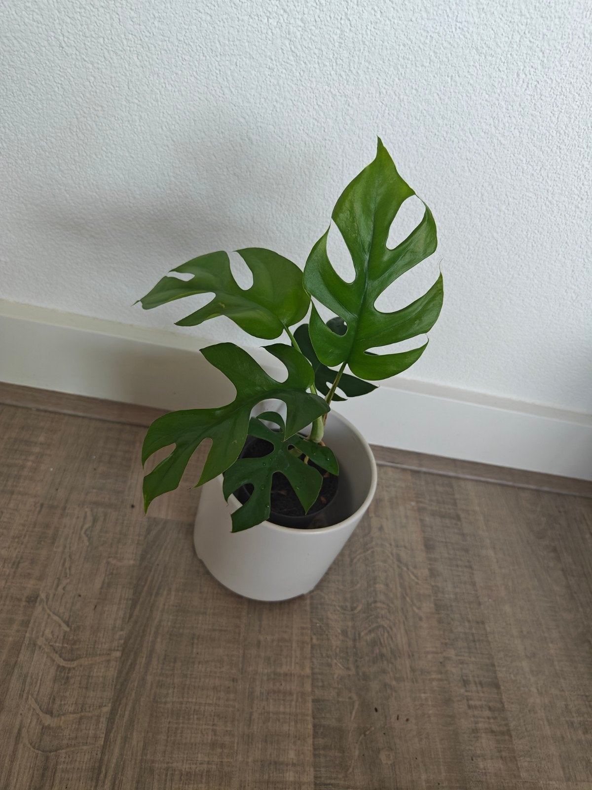 Mini Monstera's - Rhaphidophora Tetrasperma, Overige soorten, Minder dan 100 cm, Groene kamerplant, Halfschaduw